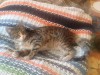 Кошечка после операции ищет дом и заботливых хозяев