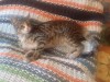 Кошечка после операции ищет дом и заботливых хозяев