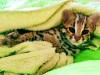 продам котят Азиатского леопардового кота.алк тeл-89879560680