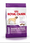 Royal Canin Giant Junior Active     , Royal Canin