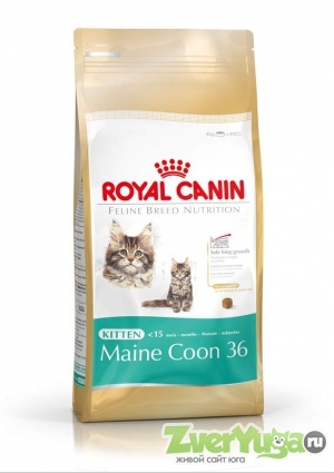  Royal Canin Kitten Maine Coon 36     4 .+0,4 . (Royal Canin)