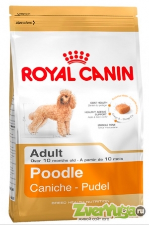  Royal Canin Poodle 30 Adult    (Royal Canin)