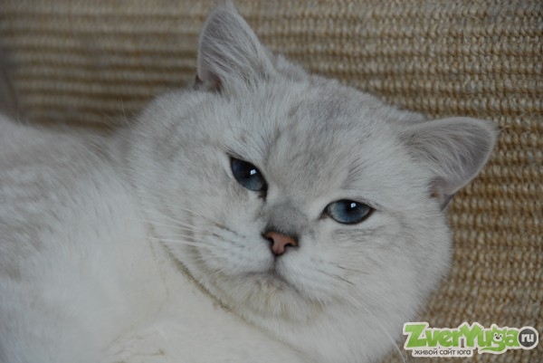 британский кот серебристая шиншилла-пойнт британская короткошерстная, ,  Вязка Кошек Краснодар.