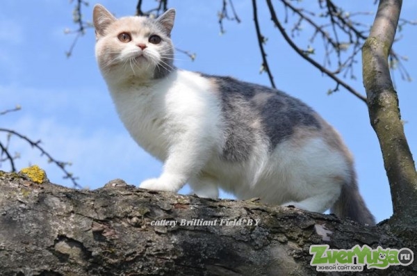 Трехцветная британская кошечка Британские короткошерстные котята, , Продажа  Кошек Краснодар.