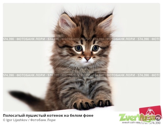 Объявления от людей, кто возьмет в дар Кошек на ZverYuga.Ru.