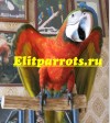 Гибрид попугаев ара арлекин - птенцы выкормыши