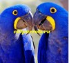 Попугаи ара - ручные птенцы из питомников европы