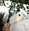 Продажа карликовых крольчат для дома