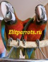 Гибриды попугаев ара - ручные птенцы из питомников европы