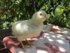 Араукан( голубые яйца) цыплята, индийские бегунки -утята