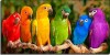 Попугаи и другие певчие птицы