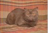 Британский котик из питомника reign of fire окраса циннамон.