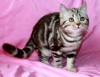 Британские  котята шоколадный мрамор на серебре