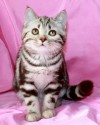 Британские  котята шоколадный мрамор на серебре