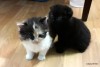 Котята 1 месяц: трехцветная девочка и черный мальчик.