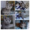 Norris  sheer love - русский голубой котенок от чемпиона мира wcf 