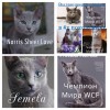Norris  sheer love - русский голубой котенок от чемпиона мира wcf 