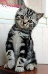 Британские котята черный мрамор на серебре из питомника.
