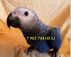 попугаи ручные птенцы из питомников Европы