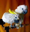 попугаи ручные птенцы из питомников Европы