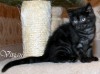 Британские котята черные и черный дым из питомника.