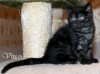 Британские котята черные и черный дым из питомника.