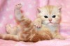 Британский котик красный мрамор из питомника.