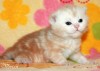 Британский котик красный мрамор из питомника.