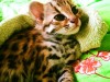 Продам котят азиатского леопардового кота.алк тeл-89879560680