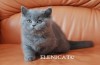 Логотип питомника Питомник Британских кошек ELENECAT*RU