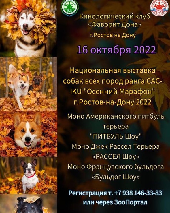 Национальная выставка собак всех пород ранга CAC-IKU \"Осенний марафон\" (Ростов-на-Дону)
