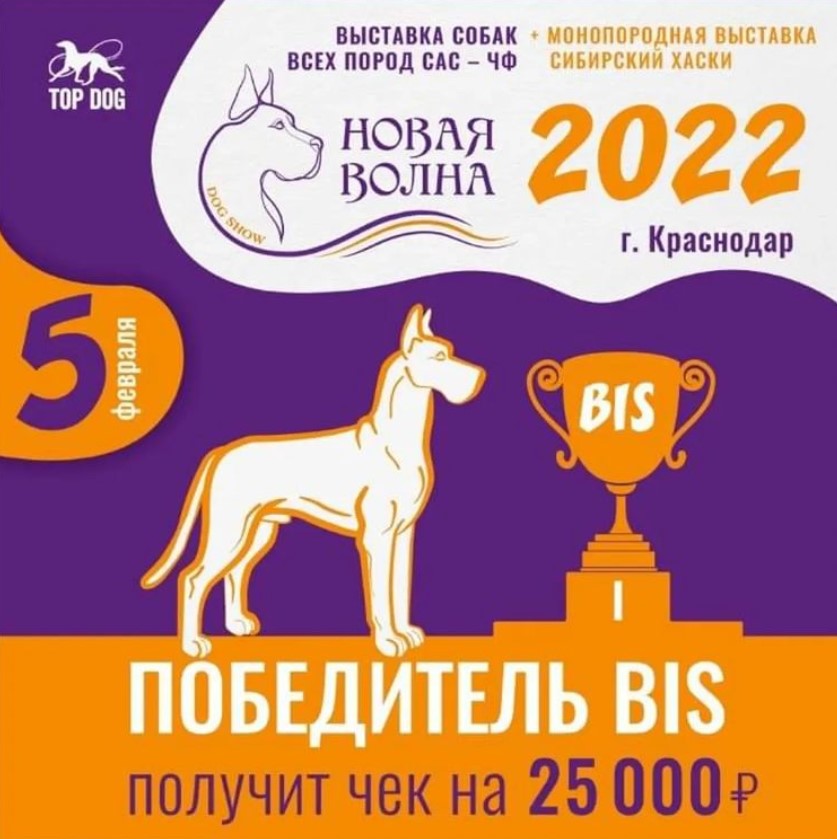 Выставки собак \"Новая Волна 2022\" САС-ЧФ и Моно Сибирский Хаски (Краснодар)