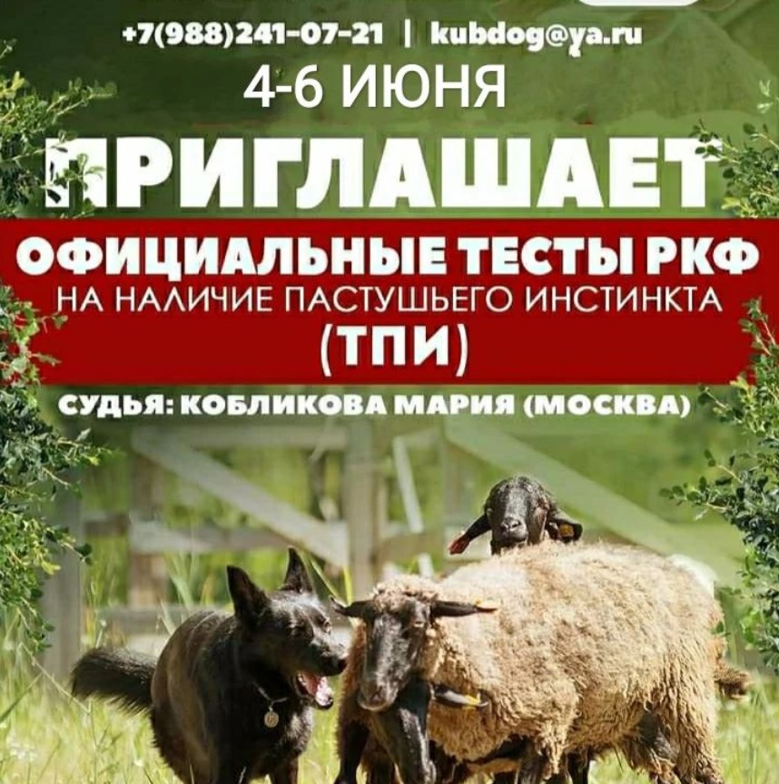 Официальные тесты РКФ на наличие пастушьего инстинкта (ТПИ) (Краснодар)