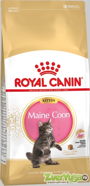 Купить Royal Canin Kitten Maine Coon 36 Роял Канин киттен мэйн кун (Royal Canin)