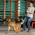 Всероссийская выставка собак. Краснодар. 8.04.2012